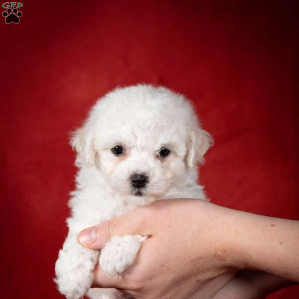 July (Tiny), Bichon Frise Puppy